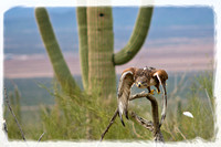 Wildlife - Southern Arizona Desert Museum