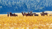 Wildlife - Elk at Mormon Lake