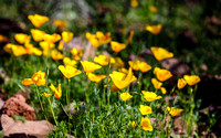 Wildflowers - Desert Spring