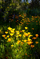 Natural Spotlight on the Poppies.