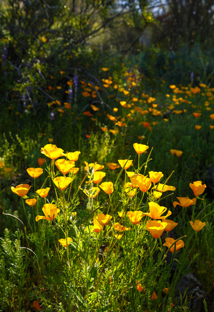 Natural Spotlight on the Poppies.