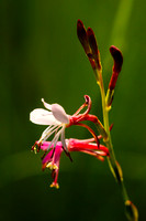 _JAN7237-Edit
