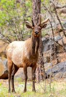 Wildlife - Munds Park Elk - Lefty