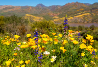 Landscape - Wildflowers - Cave Creek, Bartlett Lake 2017